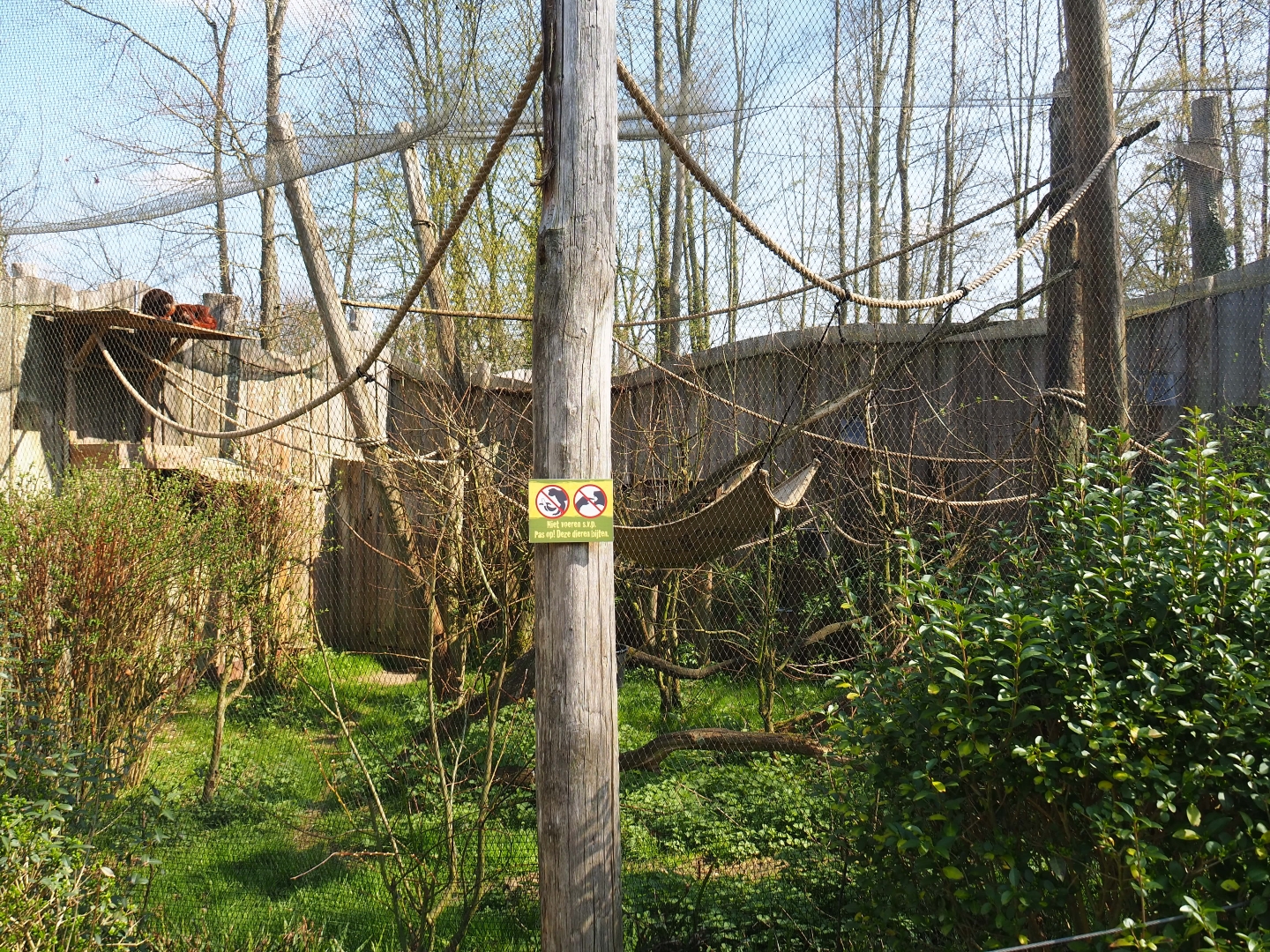 Red-legged seriema aviary, 2019-03-30