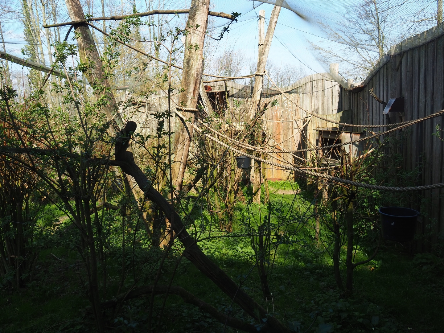Red-legged seriema aviary, 2019-03-30