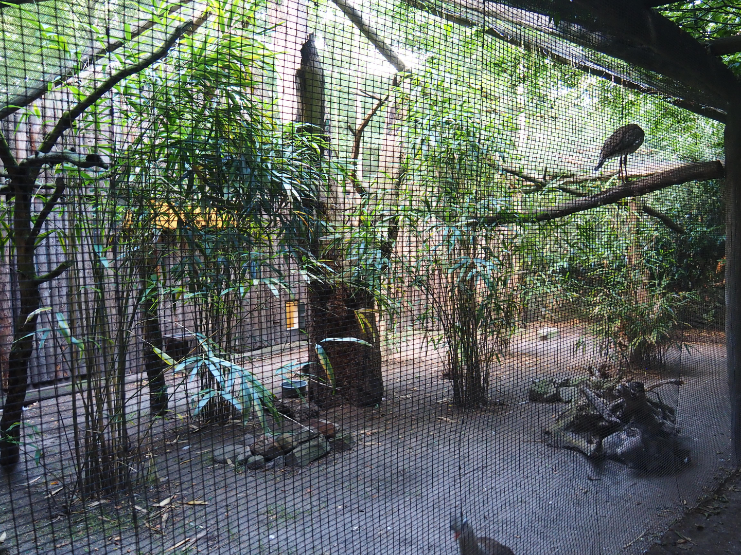 Red-legged seriema aviary, 2019-08-11