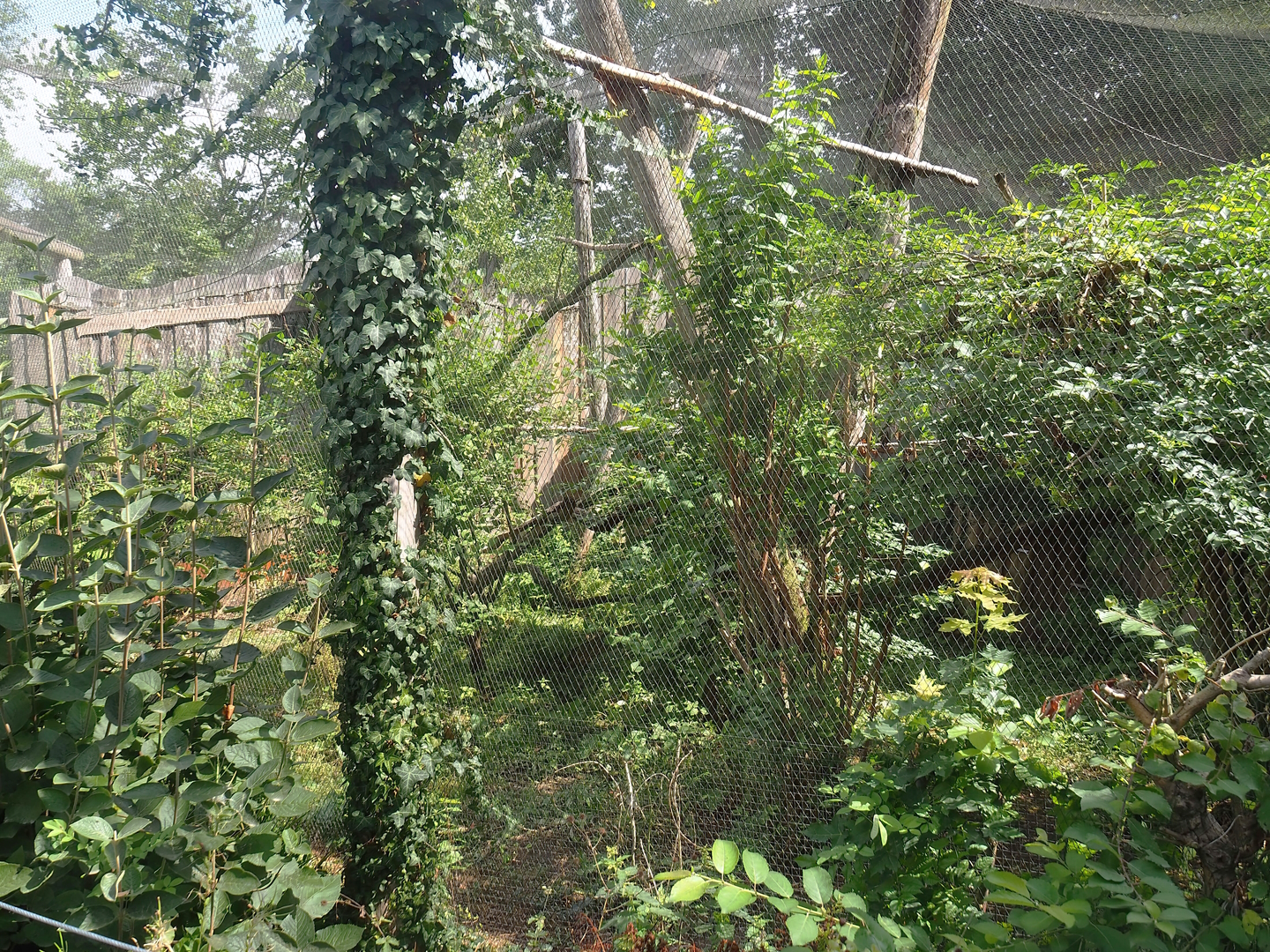 Red-legged seriema aviary, 2022-08-20