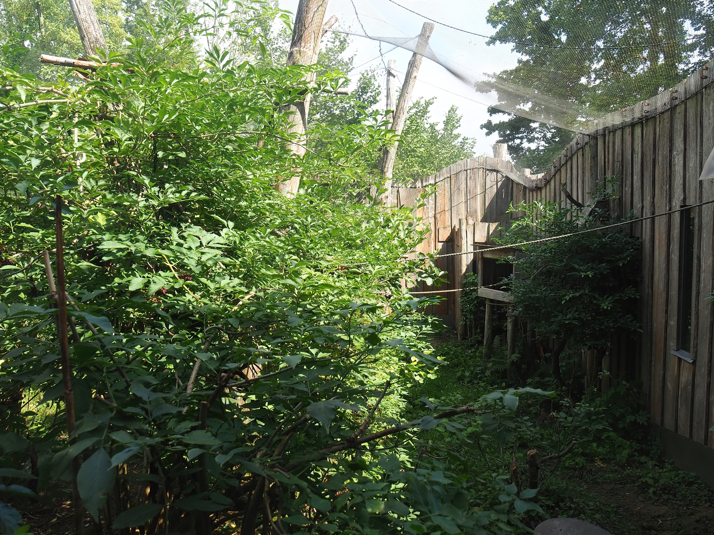 Red-legged seriema aviary, 2022-08-20