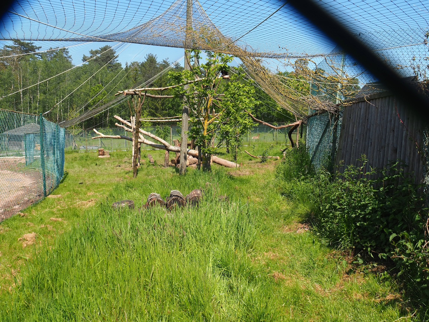 Red-legged seriema aviary, 2023-05-19