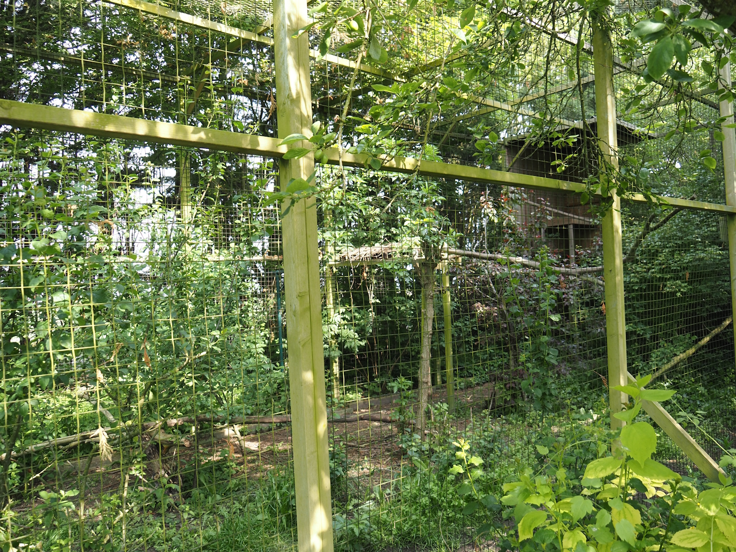 Red-legged seriema aviary, 2024-05-11