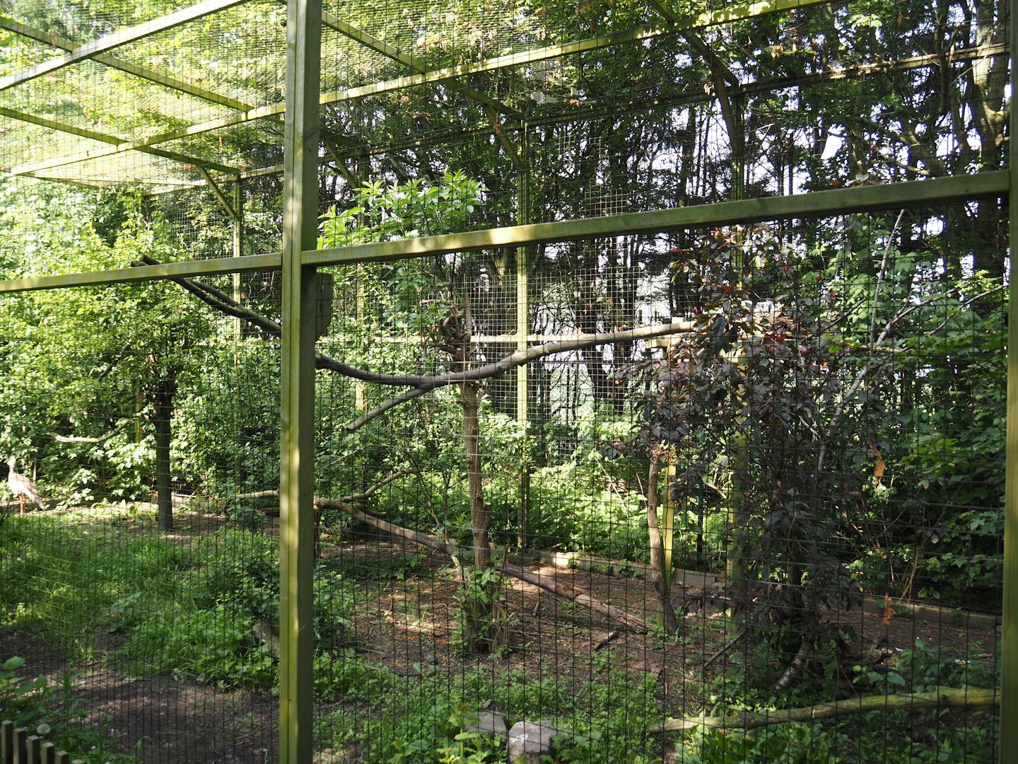 Red-legged seriema aviary, 2024-05-11