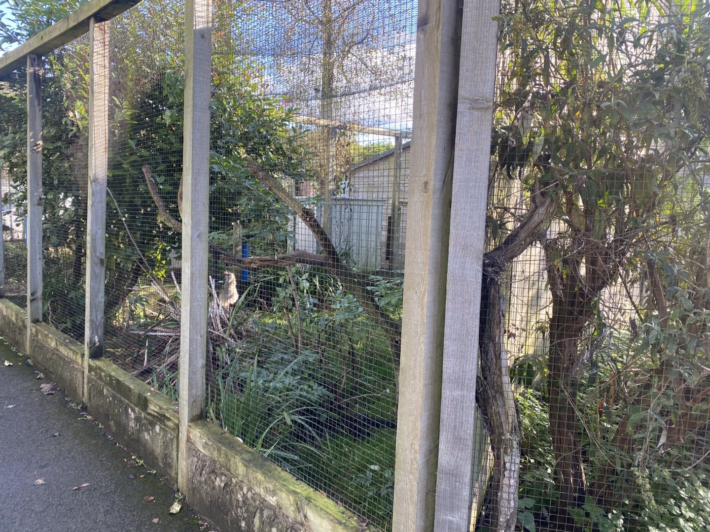 Red-legged seriema aviary 241023