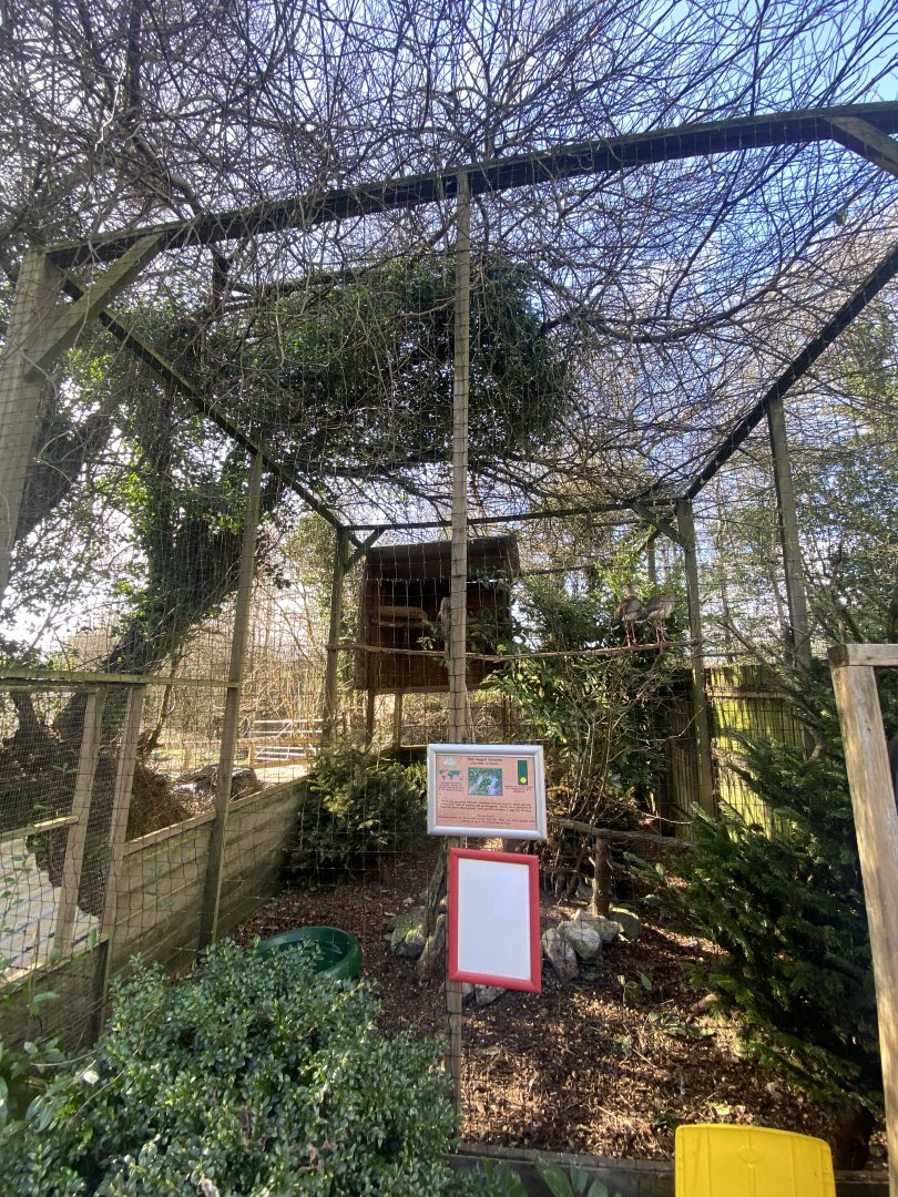 Red-legged seriema aviary 250222