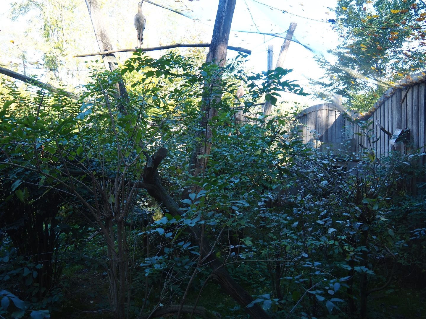 Red-legged seriema aviary (Oct 13th, 2018)