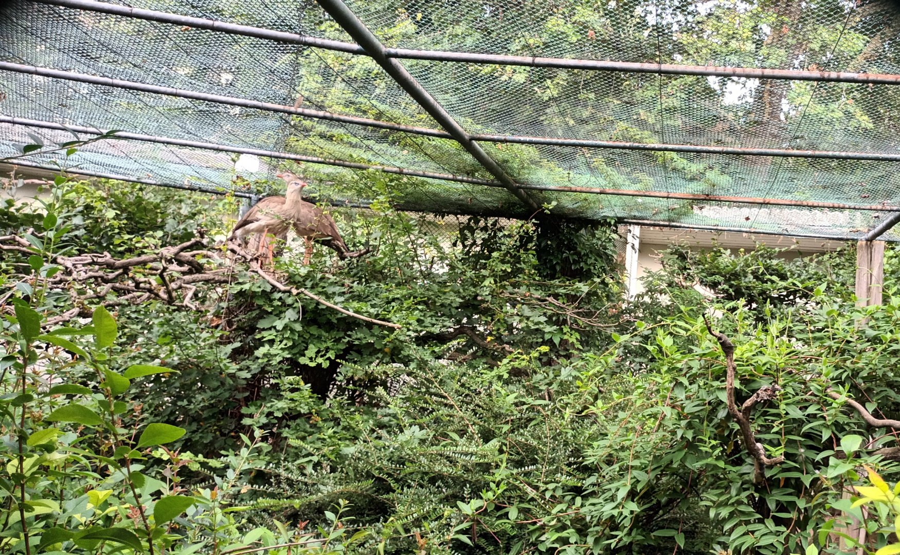 Red legged Seriema Aviary