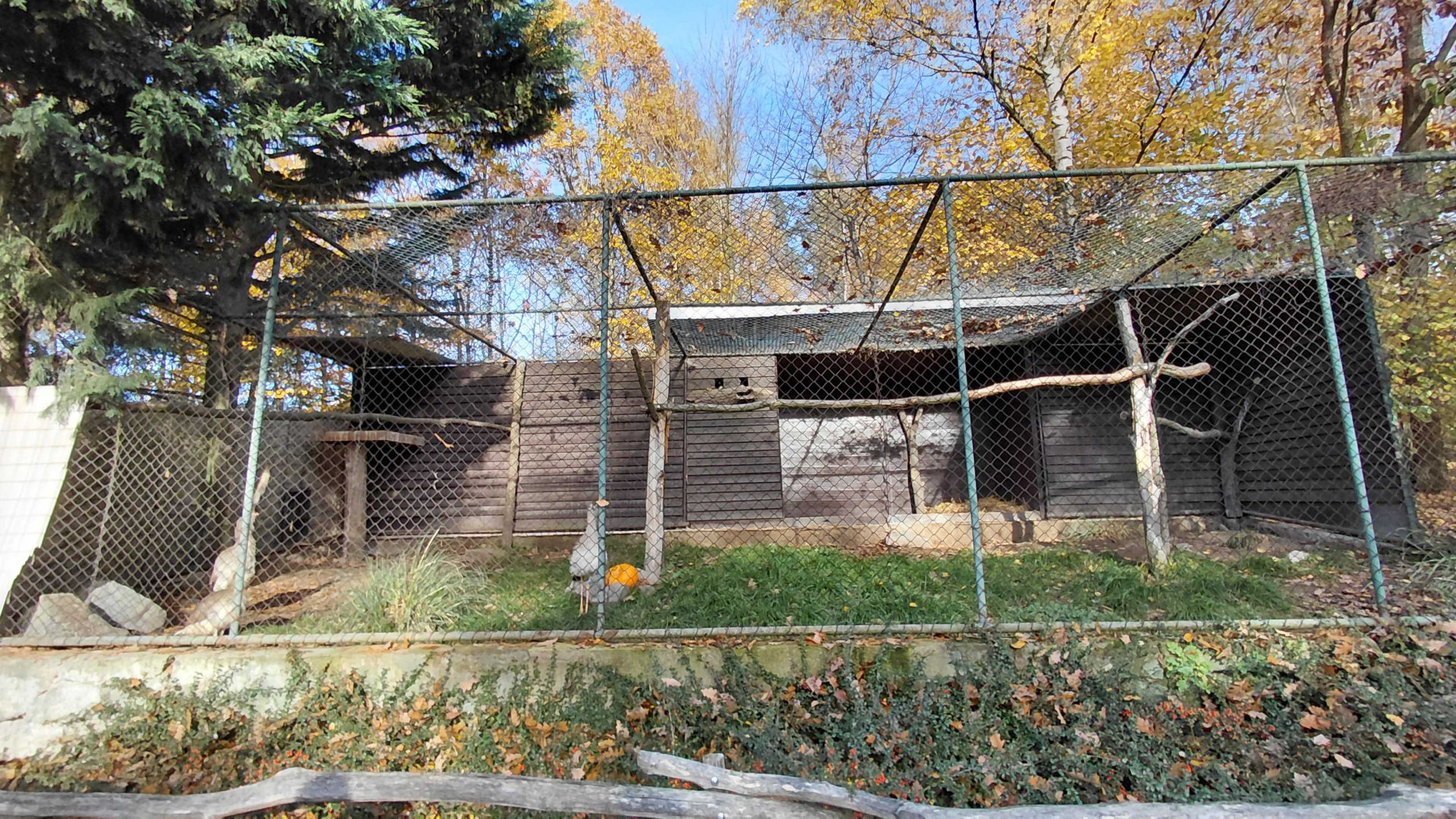 Red-legged seriema aviary