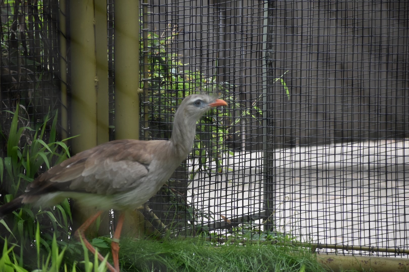 Red-legged Seriema Birds