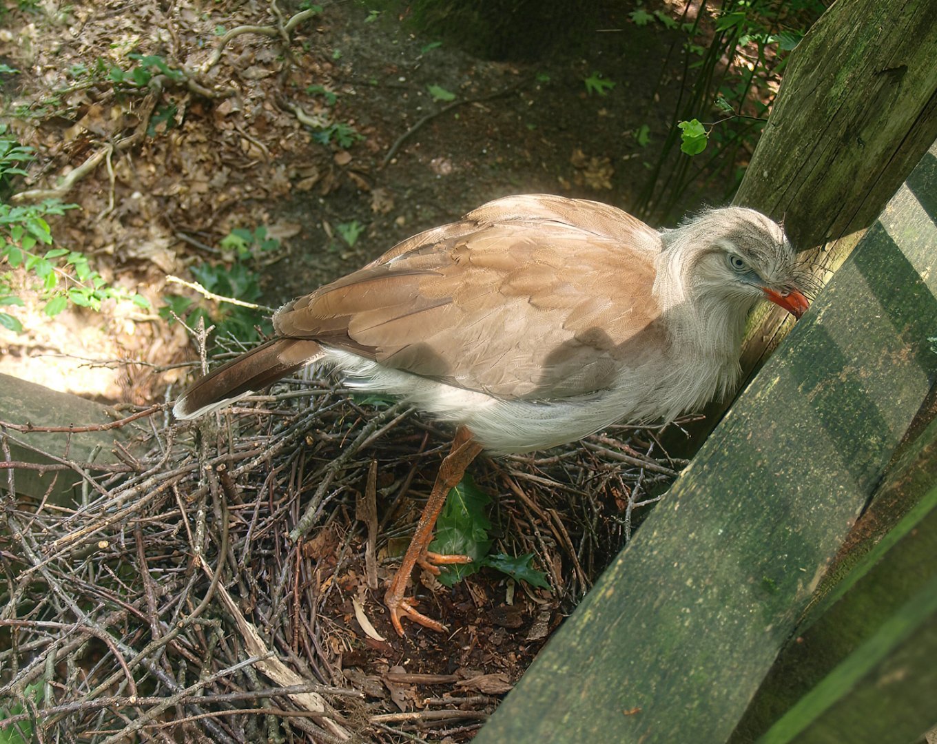 Red-legged seriema (Cariama cristata), 2015-08-01