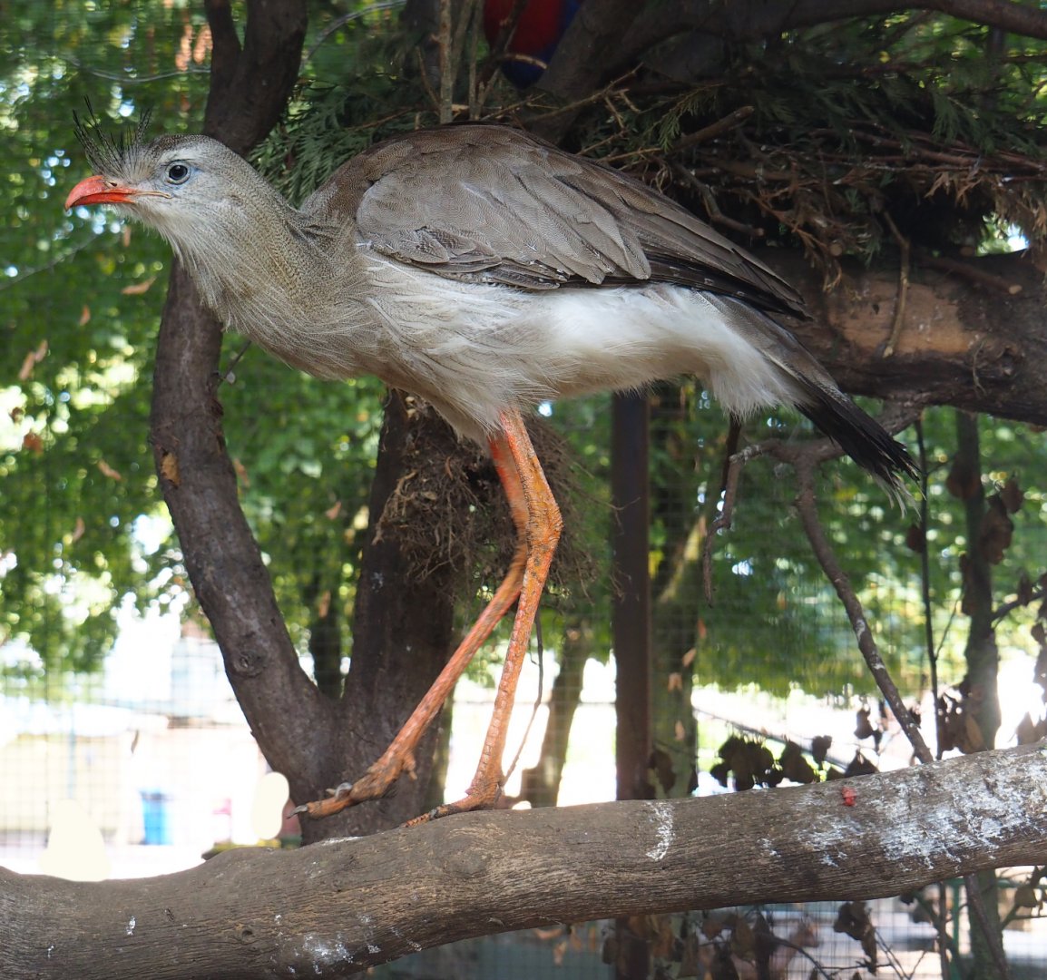 Red-legged seriema (Cariama cristata), 2019-08-04