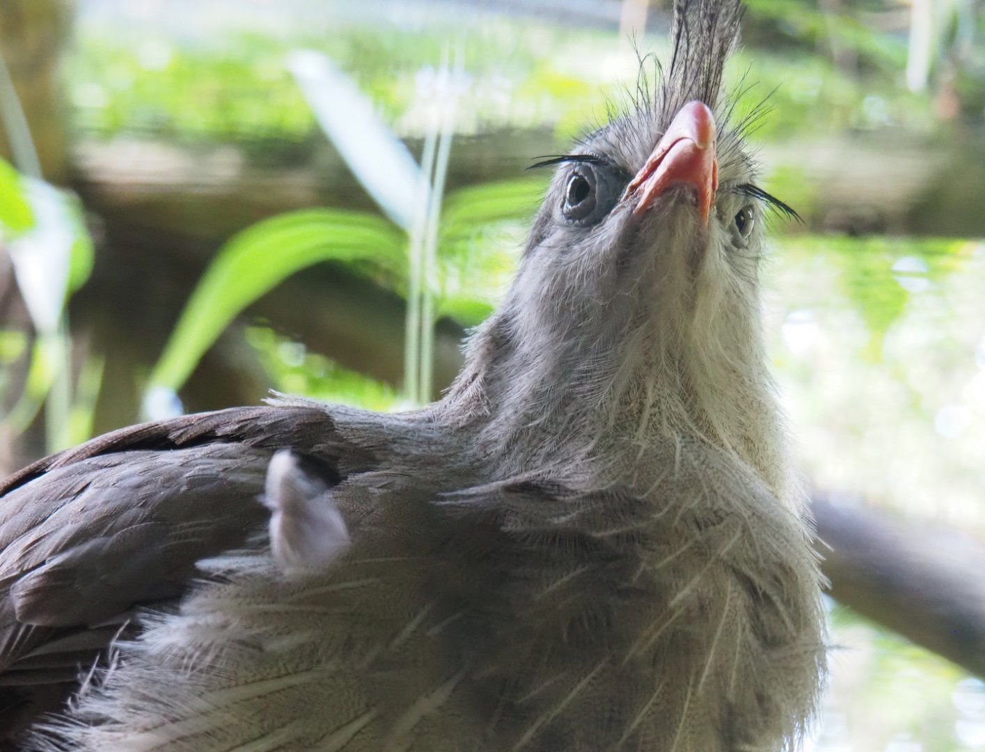 Red-legged seriema (Cariama cristata), 2019-08-11