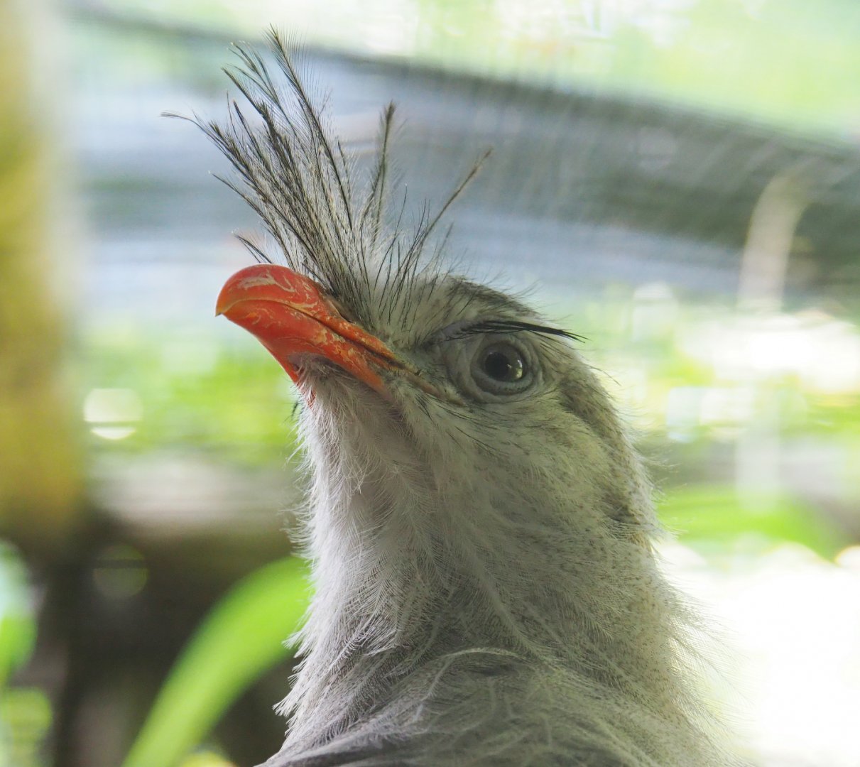 Red-legged seriema (Cariama cristata), 2019-08-11
