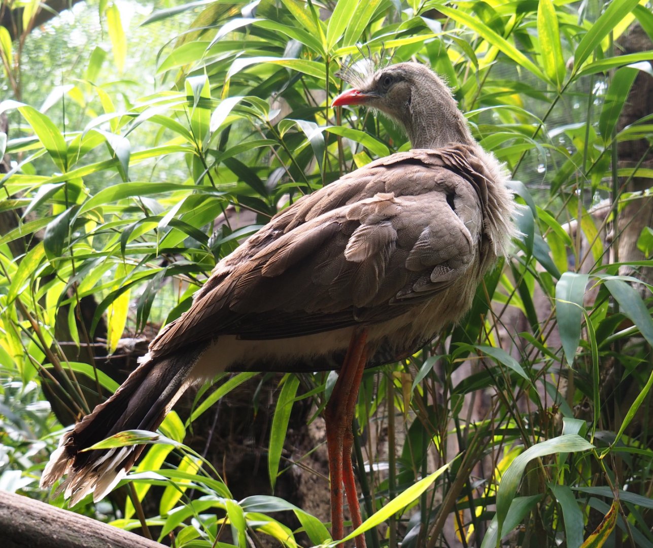 Red-legged seriema (Cariama cristata), 2019-08-11