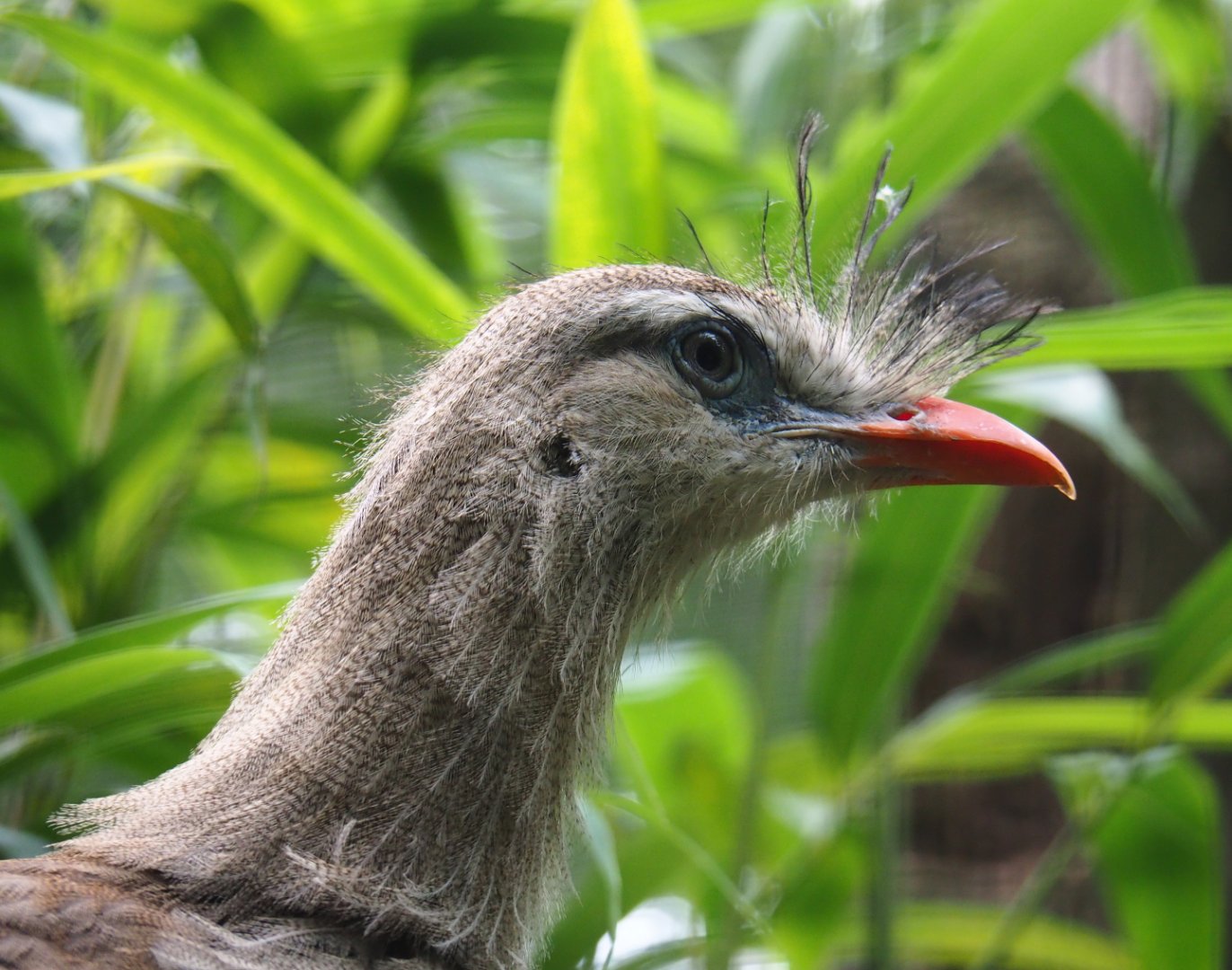 Red-legged seriema (Cariama cristata), 2019-08-11