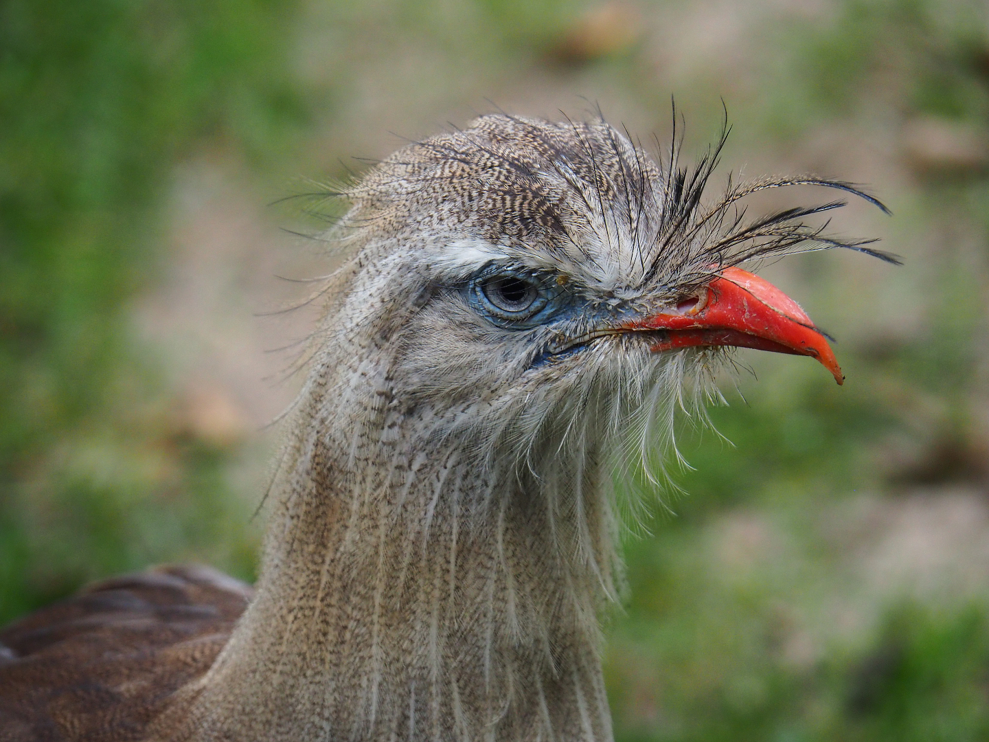 Red-legged seriema (Cariama cristata), 2019-10-05