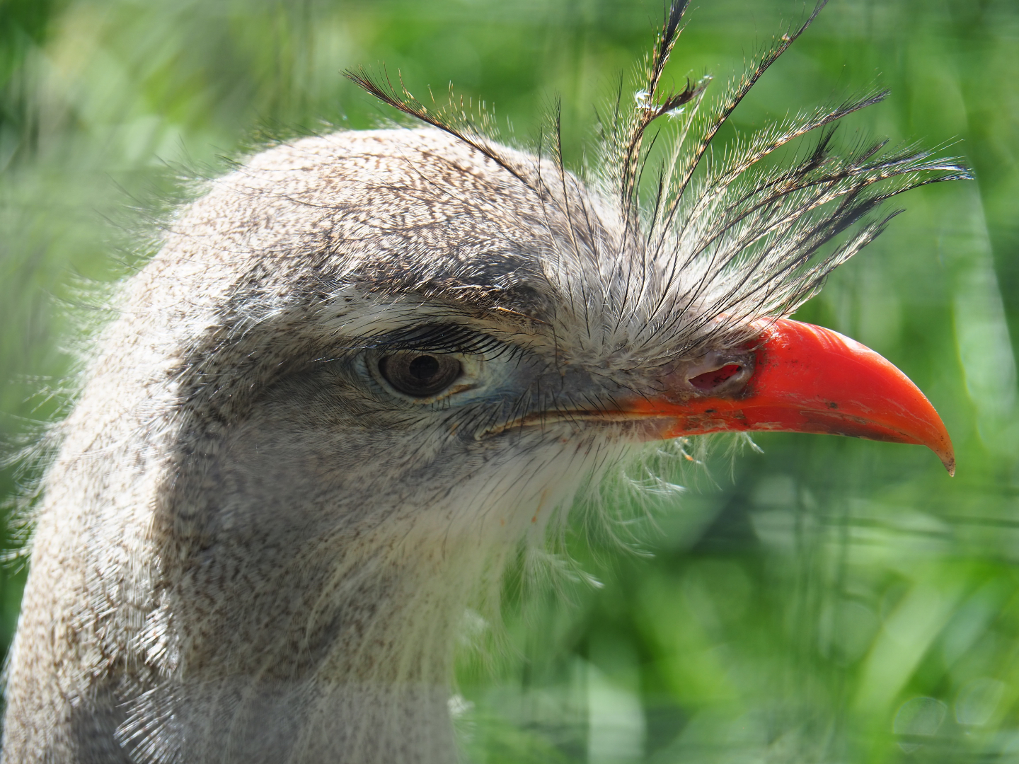 Red-legged seriema (Cariama cristata), 2020-06-20