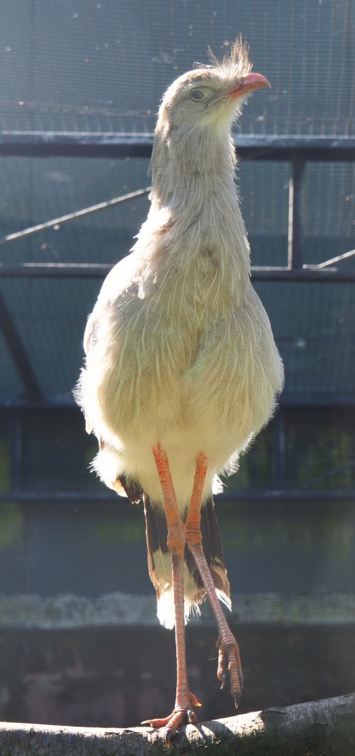 Red-legged seriema (Cariama cristata), 2020-06-20