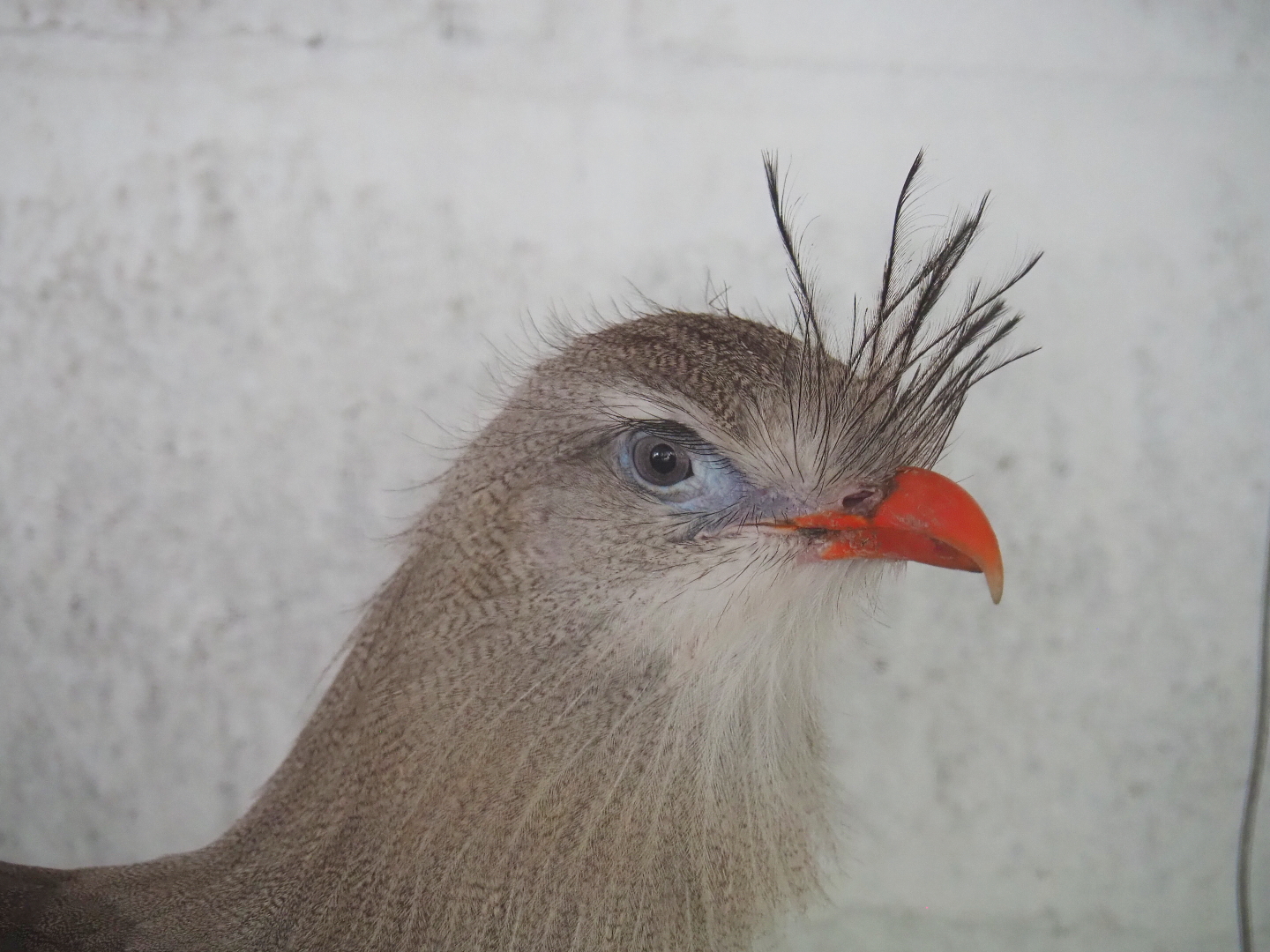 Red-legged seriema (Cariama cristata), 2021-06-15