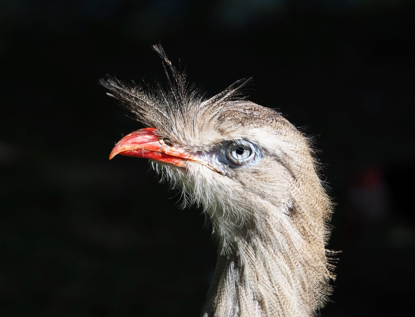 Red-legged seriema (Cariama cristata), 2021-09-02