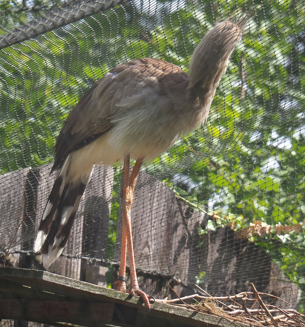 Red-legged seriema (Cariama cristata), 2022-08-20