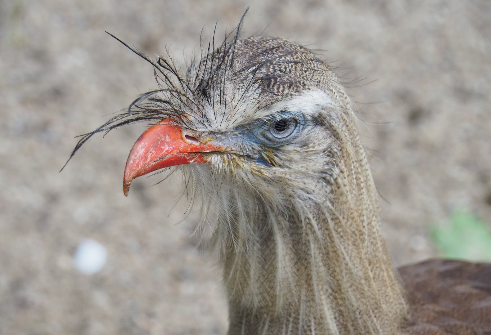 Red-legged seriema (Cariama cristata), 2022-09-15