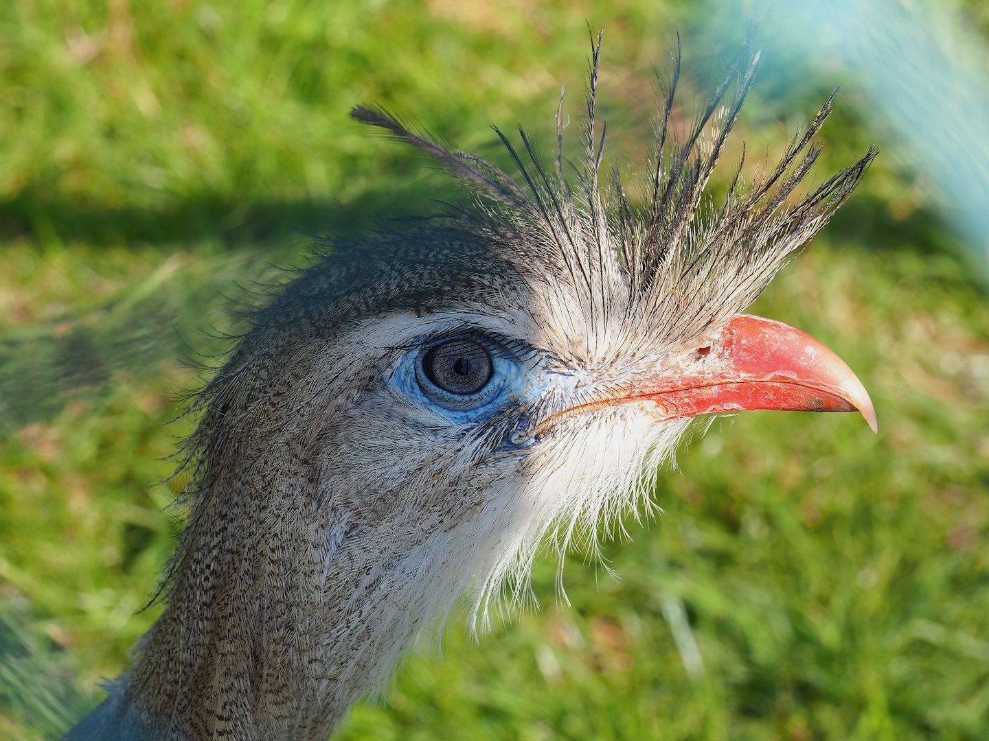 Red-legged seriema (Cariama cristata), 2023-05-19