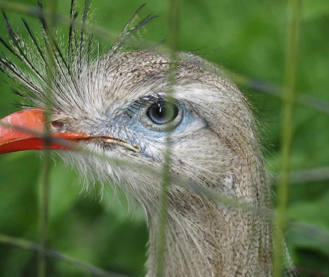 Red-legged seriema (Cariama cristata), 2024-05-11