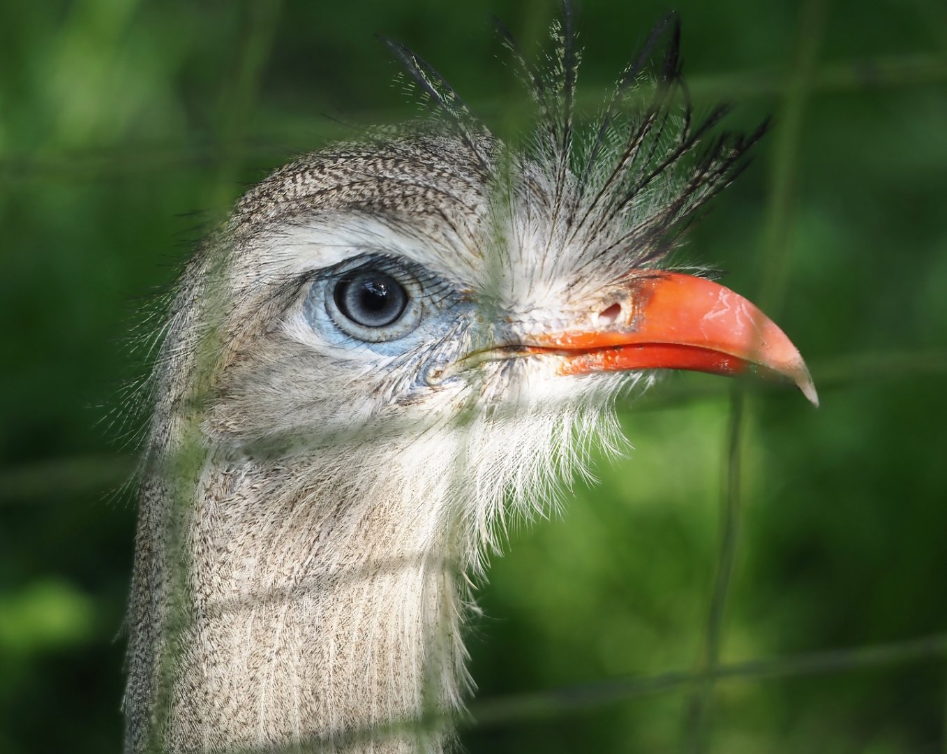 Red-legged seriema (Cariama cristata), 2024-05-11