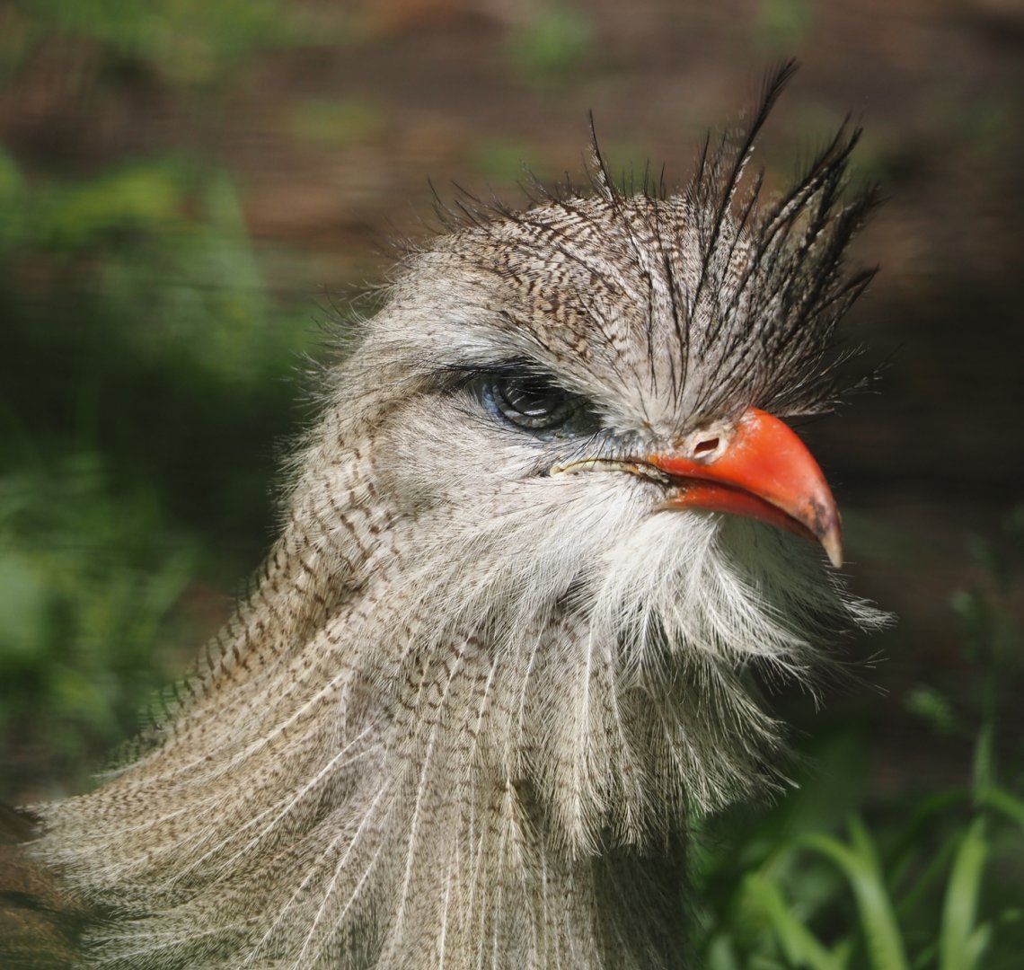Red-legged seriema (Cariama cristata), 2024-05-11