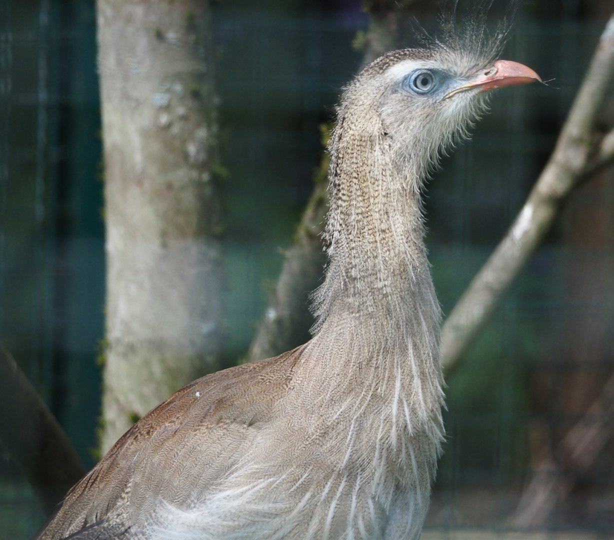 Red-legged seriema (Cariama cristata), 2024-05-24