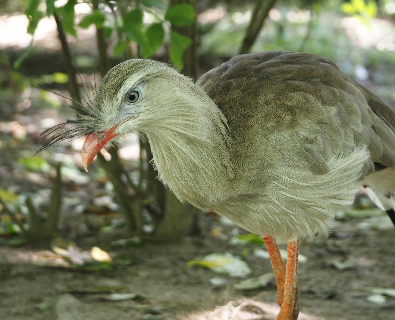 Red-legged seriema (Cariama cristata), 2024-08-21