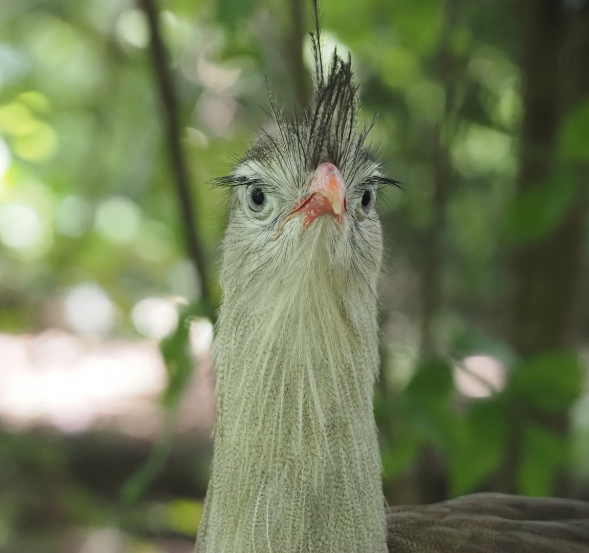 Red-legged seriema (Cariama cristata), 2024-08-21