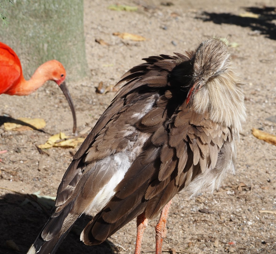 Red-legged seriema (Cariama cristata), 2024-09-17