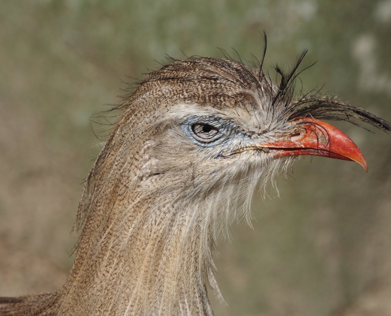 Red-legged seriema (Cariama cristata), 2024-09-17