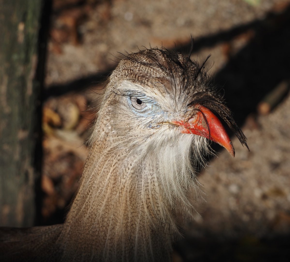 Red-legged seriema (Cariama cristata), 2024-09-17
