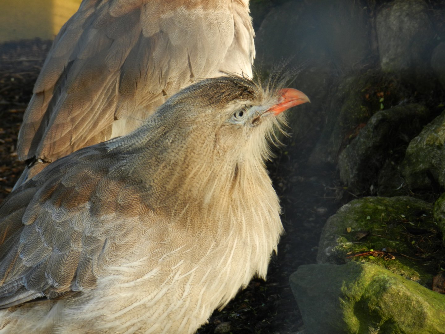Red-Legged Seriema (Cariama cristata) at Banham Zoo, England