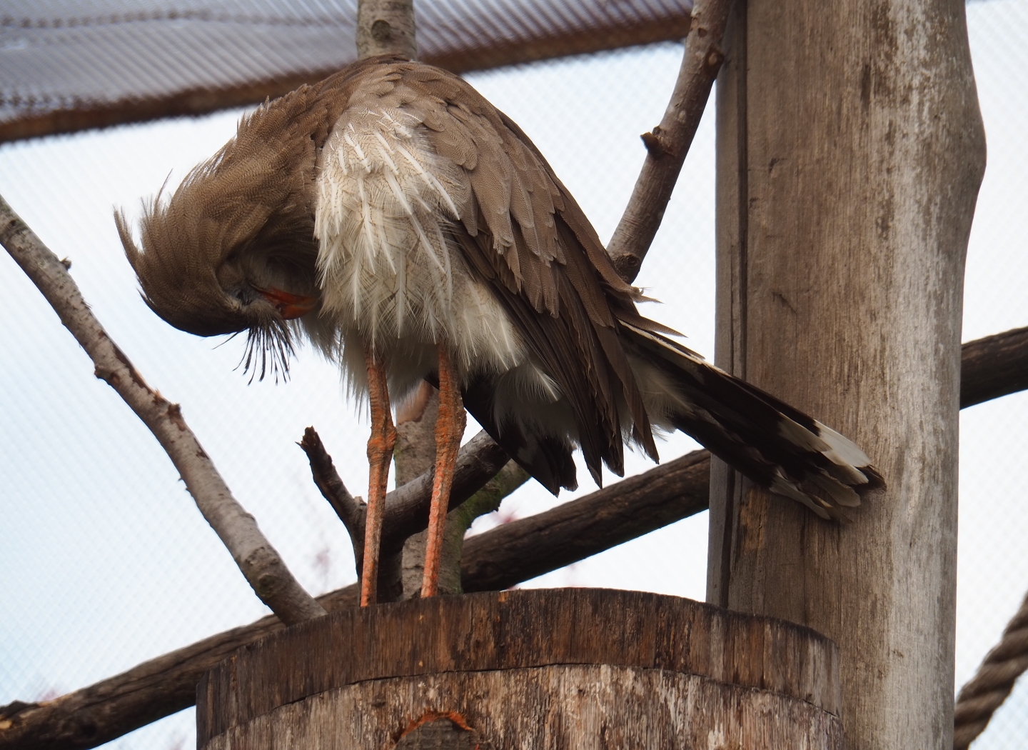 Red-legged seriema (Cariama cristata), Nov 10th, 2018