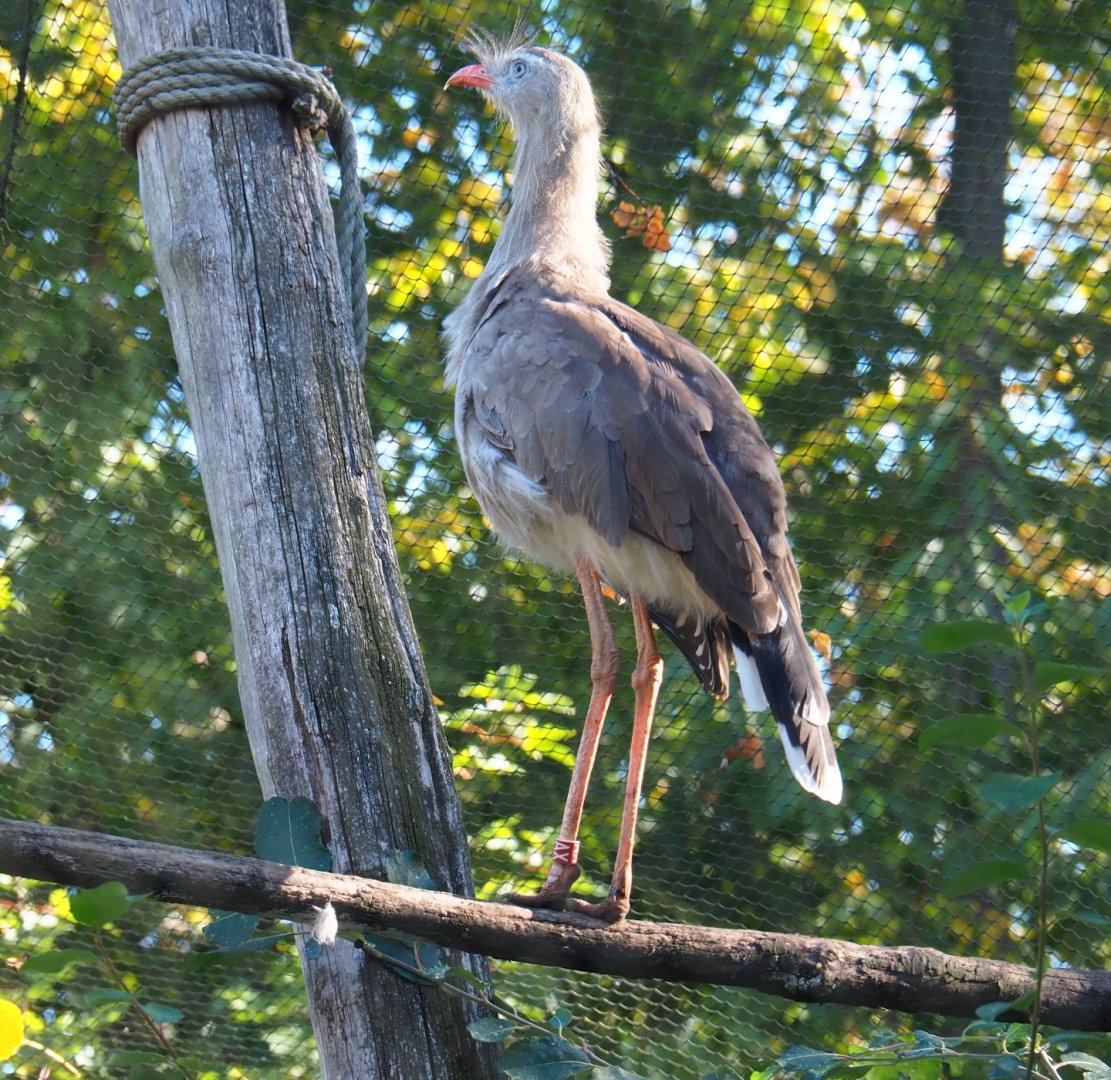 Red-legged seriema (Cariama cristata), Oct 13th, 2018