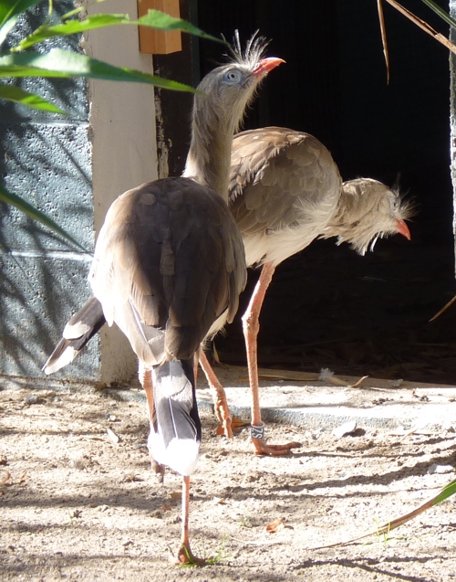Red-legged seriema (Cariama cristata) pair