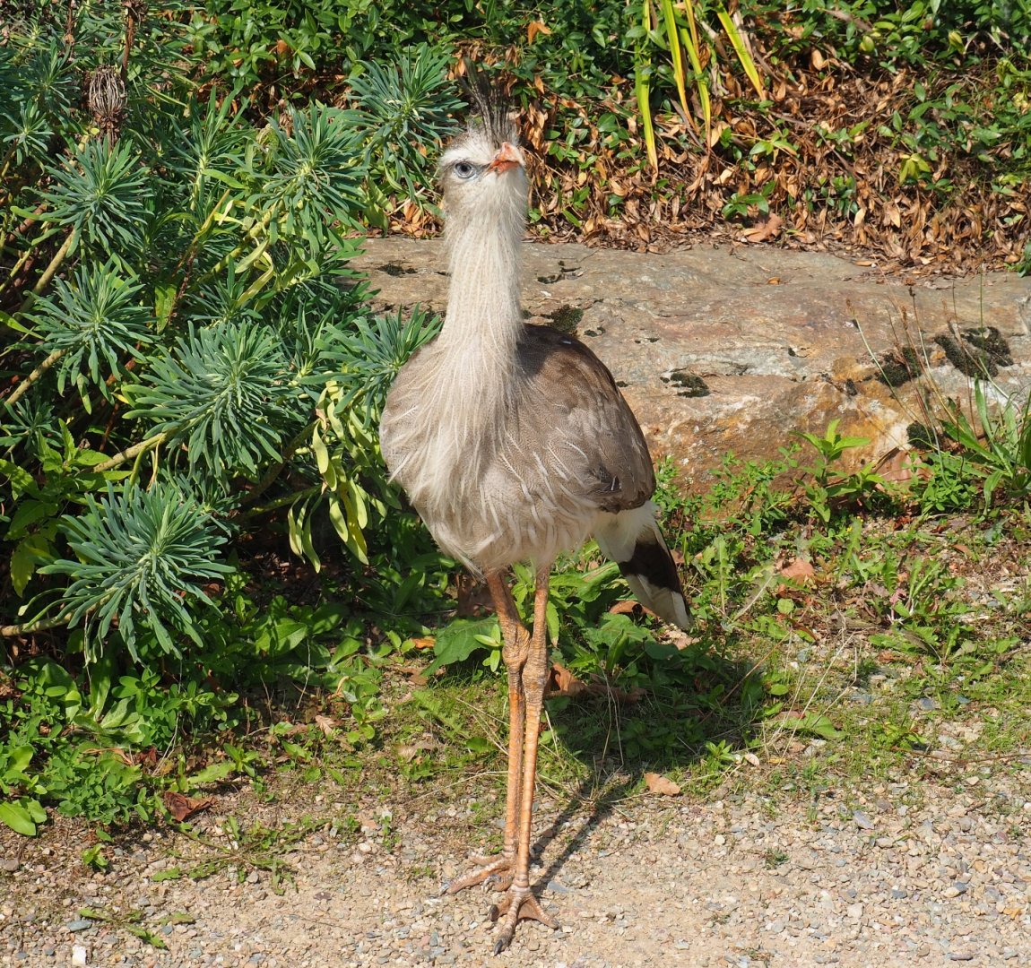 Red-legged seriema (Cariama cristata), Sep 2nd, 2018