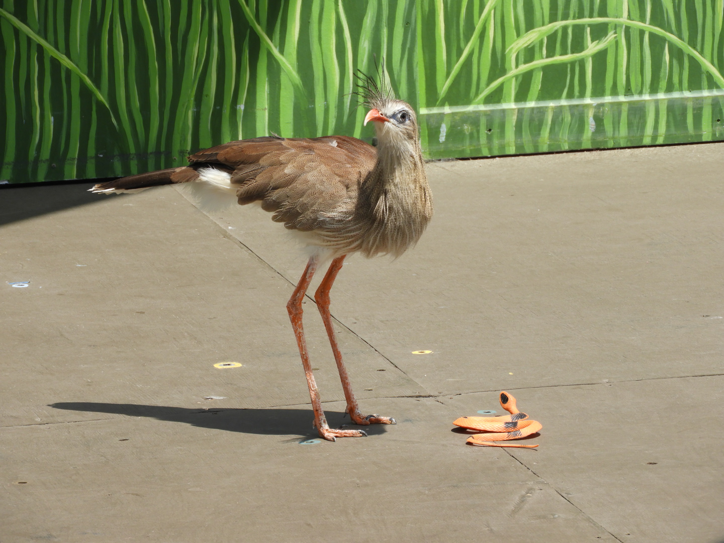 Red-Legged Seriema (Cariama cristata) with "prey"