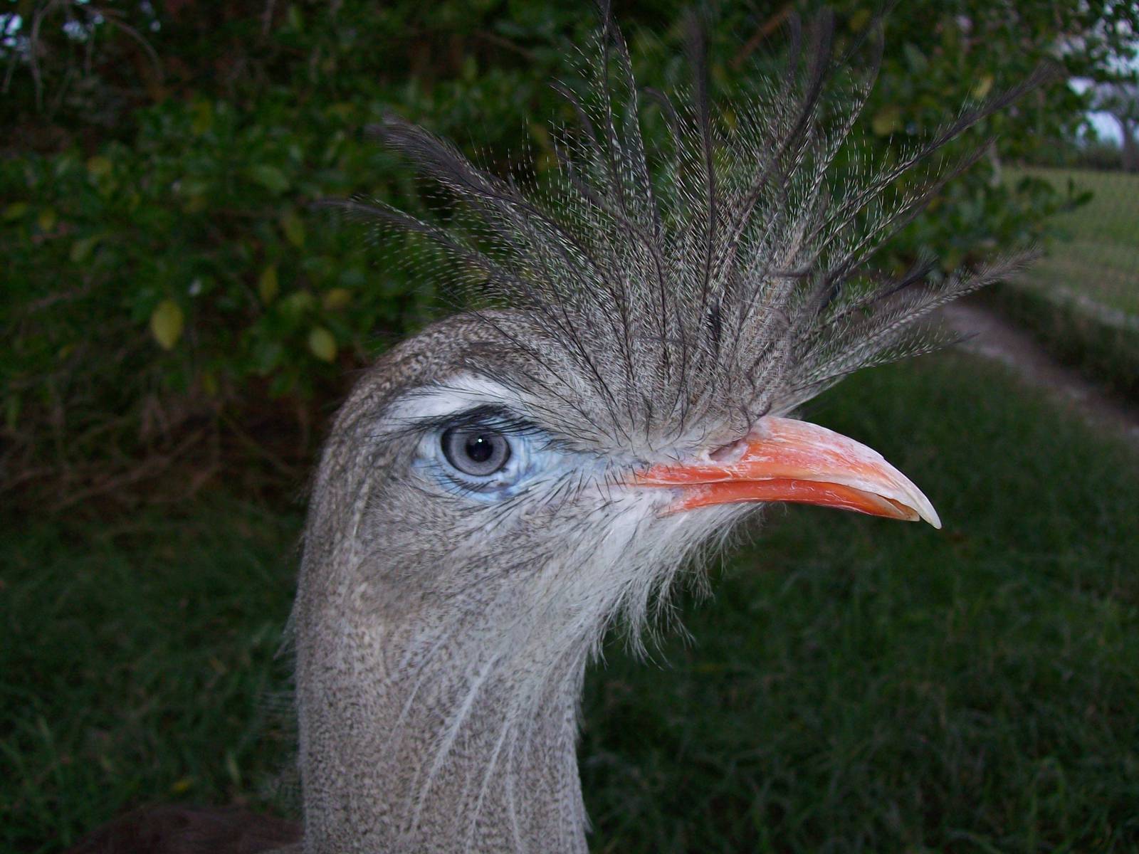 Red legged Seriema (Cariama cristata)