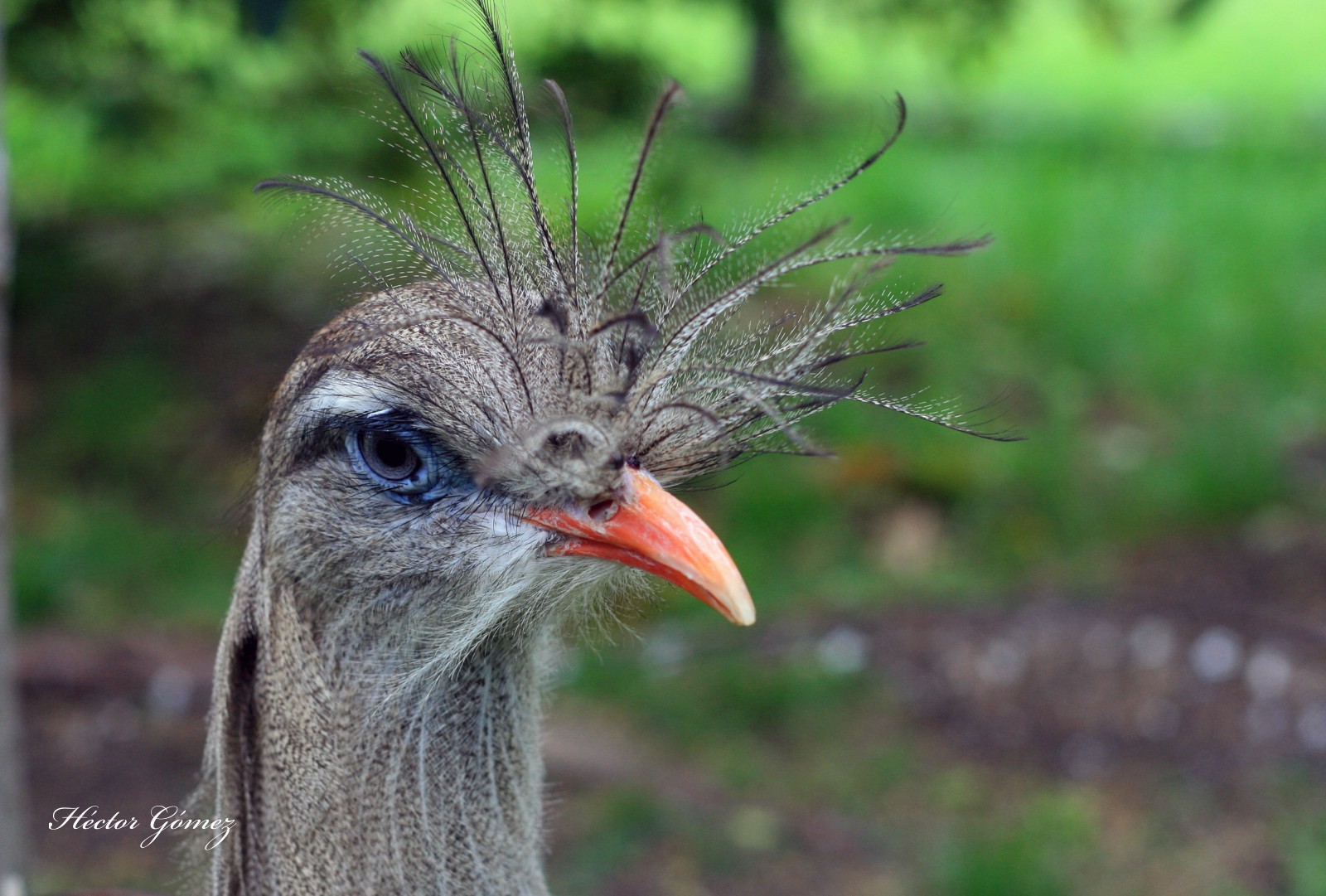 Red-legged Seriema (Cariama cristata)