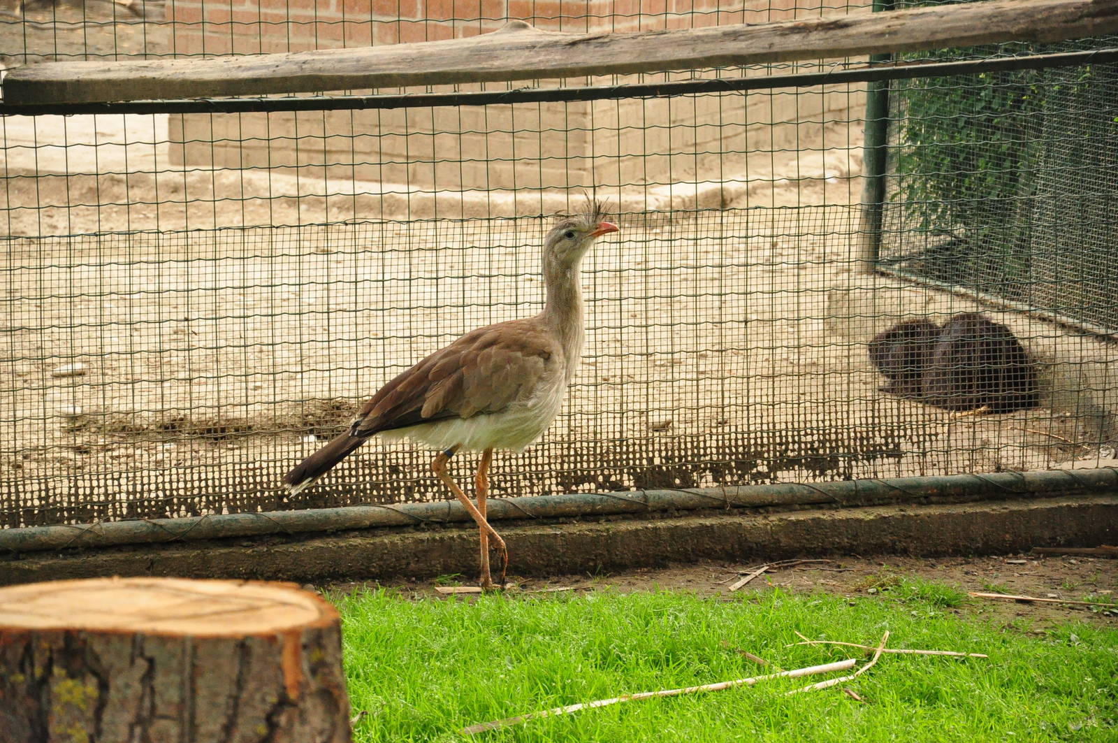 Red-legged seriema/ Cariama cristata