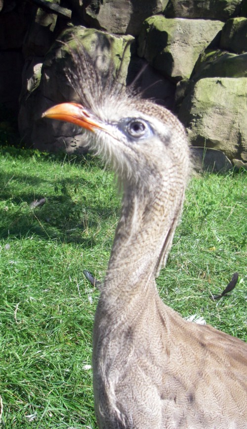 Red-legged Seriema (Cariama cristata)