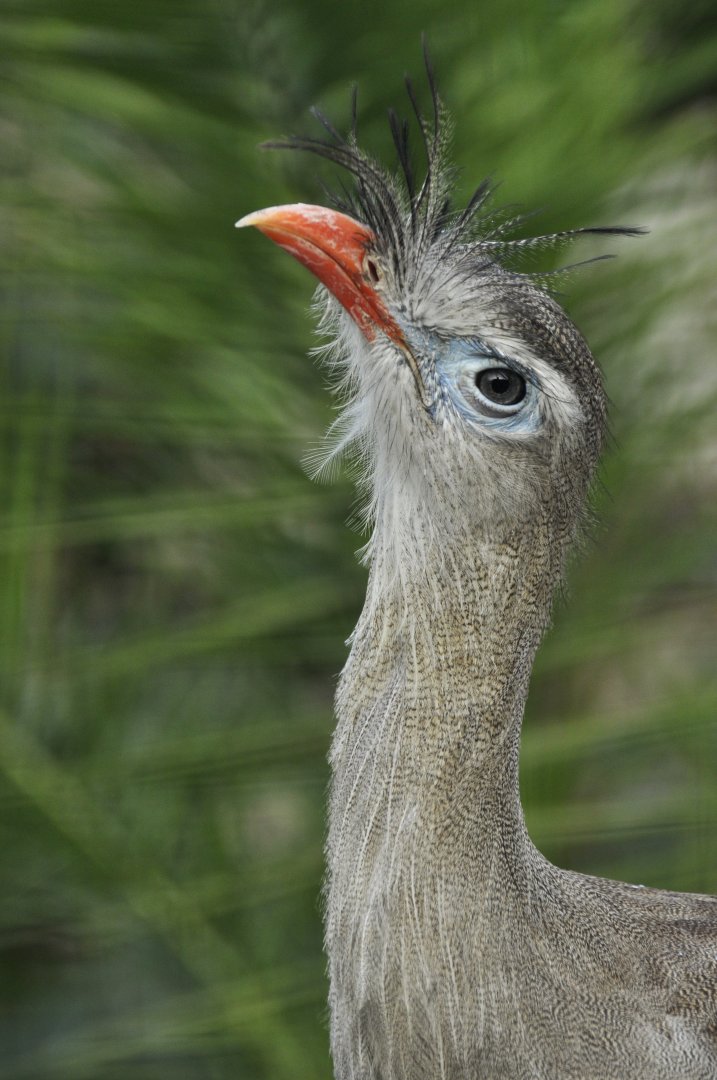 Red-legged seriema (Cariama cristata)