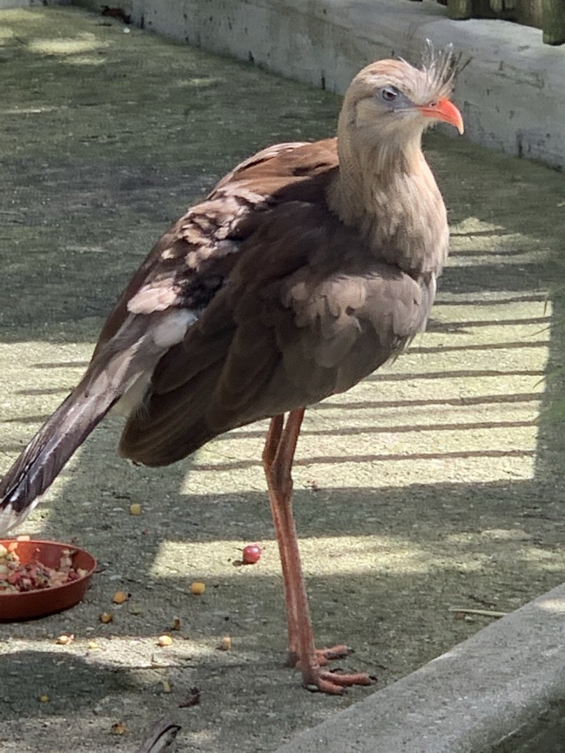 Red-Legged Seriema (Cariama cristata)