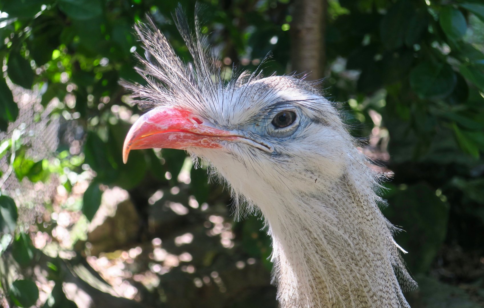 Red-Legged Seriema (Cariama cristata)